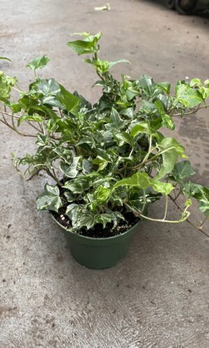 4" Ivy Variegated Colibri